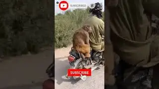 #Short#Bandar&deg;&deg;&deg; HaHaHa😂😂😂Bandar Bike Par Jholy Le Raha Hai