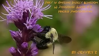 Insect Kingdom Part 4 w/ Panasonic Lumix FZ300   Macro Photography