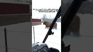 Highland Cows Frolic Through Snowy Field!