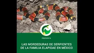 Las mordeduras de serpientes de la familia Elapidae en M&eacute;xico / Serpientes Parte 4