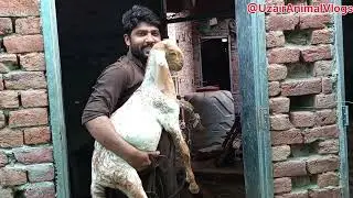 The Kid Who Thinks He&rsquo;s a Goat #shorts video #goat care #goat health