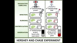Hershey and Chase Experiment; DNA is the genetic material