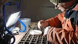 Forkultivering av l&oslash;kplanter