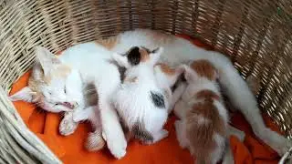 Mom cat is sleeping well when so tired, feeding milk for her beloved kittens 