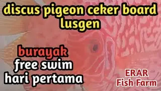 discus pigeon cekker board hari pertama burayak free swim @erarfishfarm