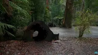 RAlfred Nicholas Memorial Gardens - Melbourne's Dandenong Ranges Relax walking . 4K 2022