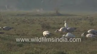 Bar-headed Geese flock in Keoladeo Ghana National Park