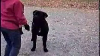 Show ring training