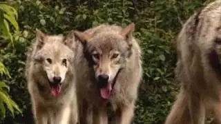 Wolf - An Ancient Spirit Returns (Bullfrog Films clip)