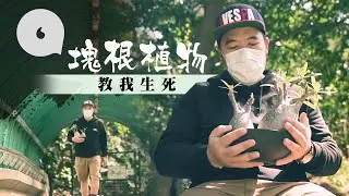 【藤原浩都捧】家存價值過百萬元塊根植物 生長速度極慢 收藏家 ：要適應香港氣候最困難