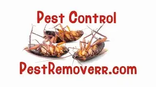 Pest Control Cockroach & Spider pest removal Clearwater, St. Petersbug, Palm Harbor FL