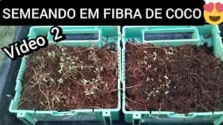 plantando em fibra de Coco/  Fibra de Coco caseira para  semear alface
