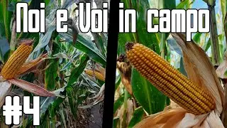 PIONEER O KWS??? PRIME DIFFERENZE - Noi e Voi in campo