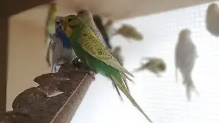 Fellow Budgies Big Calony
