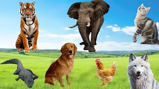 Cute little Animals - Tiger, Cow, Cat, Crocodile, Dog, Chicken, Wolf - Animal Sounds