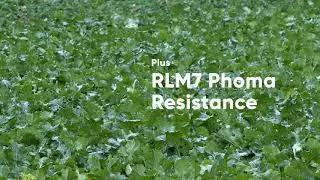 PT303 winter oilseed rape hybrid