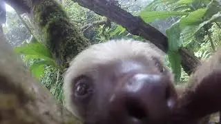 Sloth Selfie video that started it all