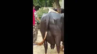 My nilli ravi buffalo milk record 23 kg per day not for sale  all comments welcome