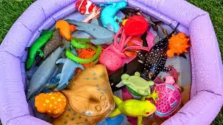 Learn Ocean Creatures for Toddlers & Preschool Kids | Sea Animal Names Fun & Easy