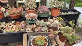 Sukulent saksısı bakımı ve arajman yapımı #vlog #flowers #succulents