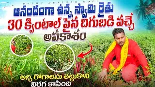 #2026 గుత్తులు గుత్తులుగా కాసిన మిర్చి తోట రైతు స్వామి మాటల్లో వినండి #best #chilli #variety #seeds