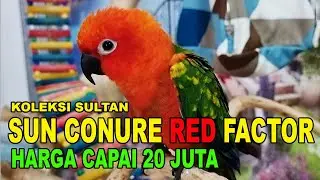 KOLEKSI SULTAN : SUN CONURE RED FACTOR HARGA CAPAI 20 JUTA