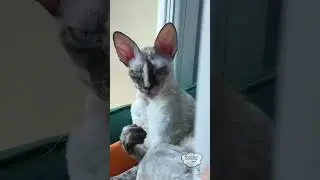 Cutes Pets Funny Moments | Strange, & Crazy Cat Facts | Leo Funny Pets