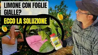LIMONE CON FOGLIE GIALLE? CARENZA DI MAGNESIO - COME ABBASSARE IL PH DEL TERRENO