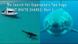 The Search for Esperance's Two Huge Great White Sharks (Part 2)