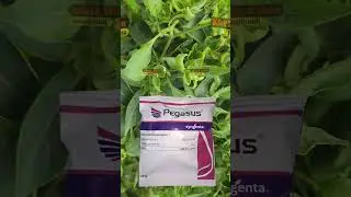 how to control virus disease in Chili farming | #sureshsihag #agriculture