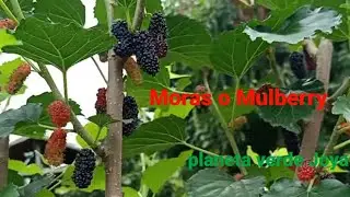 Como se hace un injerto de púa en mora o mulberry