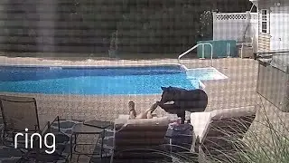 Curious Bear Provides Unexpected Wake-up Call | RingTV