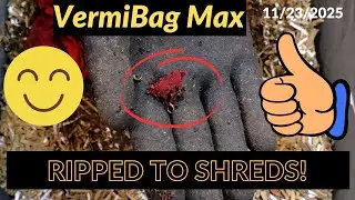Обновление Vermibag Max Bin: кормление, влажность и здоровье червей | 23.11.2025