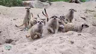 Meerkats in Slow Motion