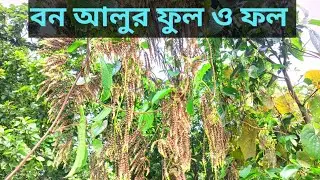 বন আলুর ফুল ও ফল #nature #forest#naturephotography 