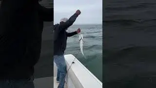 Fishing the rip for stripers! #stripedbassfishing #fishing #marthasvineyard #capecod #onthewater
