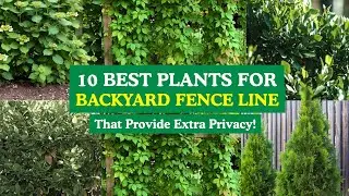 Backyard Privacy! 10 Best Plants for Backyard Fence Line That Provides Extra Privacy!👍