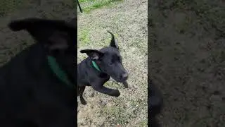Ayla training