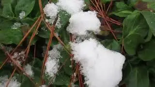 Plants under the snow waiting for spring.