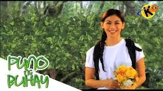 Philippine Forest Formations | Puno ng Buhay