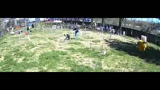 Novice skilled veteran handler, 12