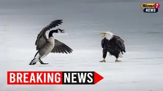 Canada Goose vs. Bald Eagle &ndash; A Stunning Battle on Ice