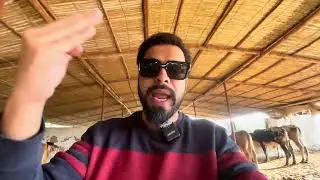 Siddiqui Cattle Farm Update. Qurbani 2026. 