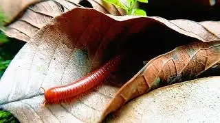 Discovering Millipedes: Armored Invertebrates of the Forest Floor 