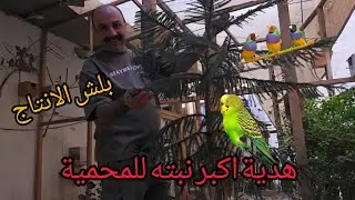 اكبر نبته 🌴 وصلتني هدية  وبلشنا بأنتاج الزيبرا 