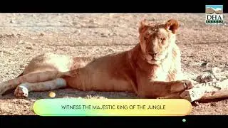 Step into DHA Quetta Zoo and experience wildlife!