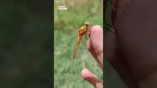 Dragon Fly with Beautiful nature sounds #nature #shorts #wild #world #viral #hd