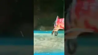 pluck card beta fish Nemo candy