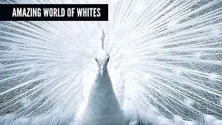 Most amazing white animals on earth