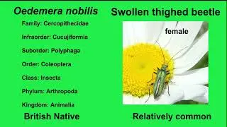 Swollen Thighed Beetle